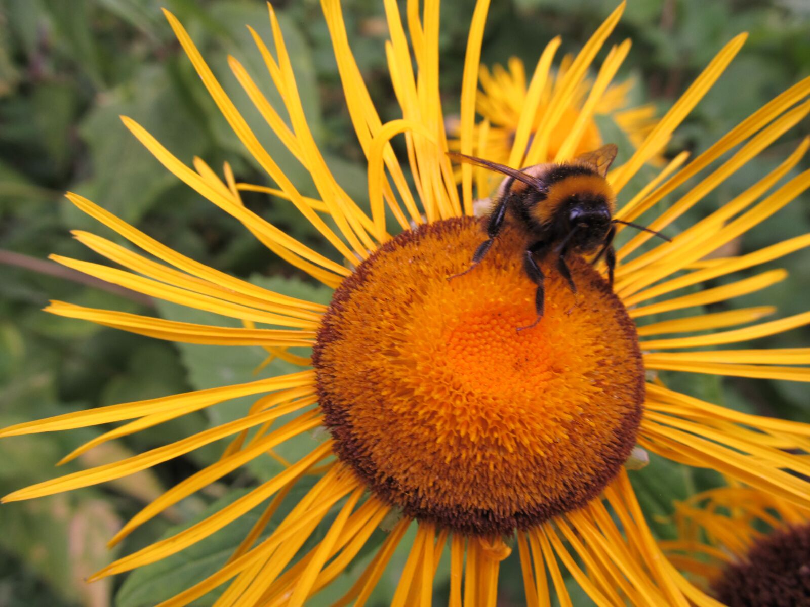 Canon PowerShot SX130 IS sample photo. Flower, bee, yellow photography