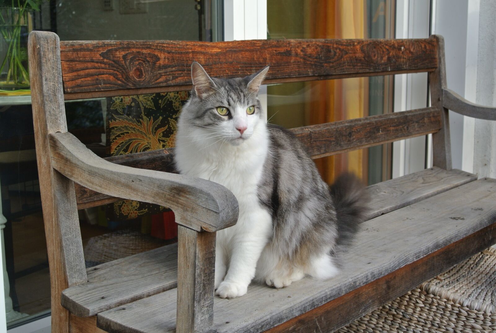 Nikon 1 Nikkor VR 10-30mm F3.5-5.6 sample photo. Cat, mainecoon, bank photography