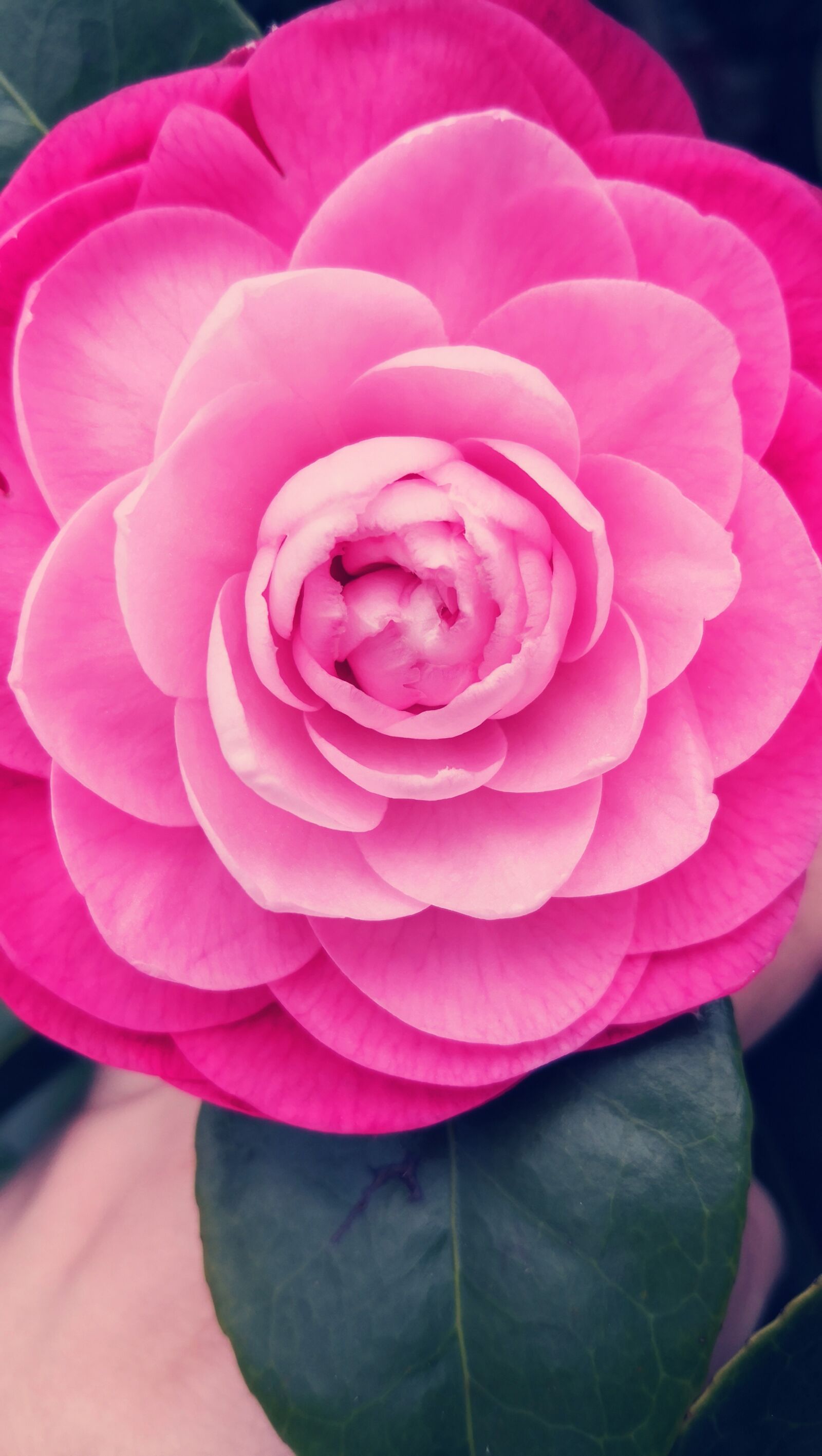 HUAWEI Mate 10 sample photo. Camellia, flower, rosa photography