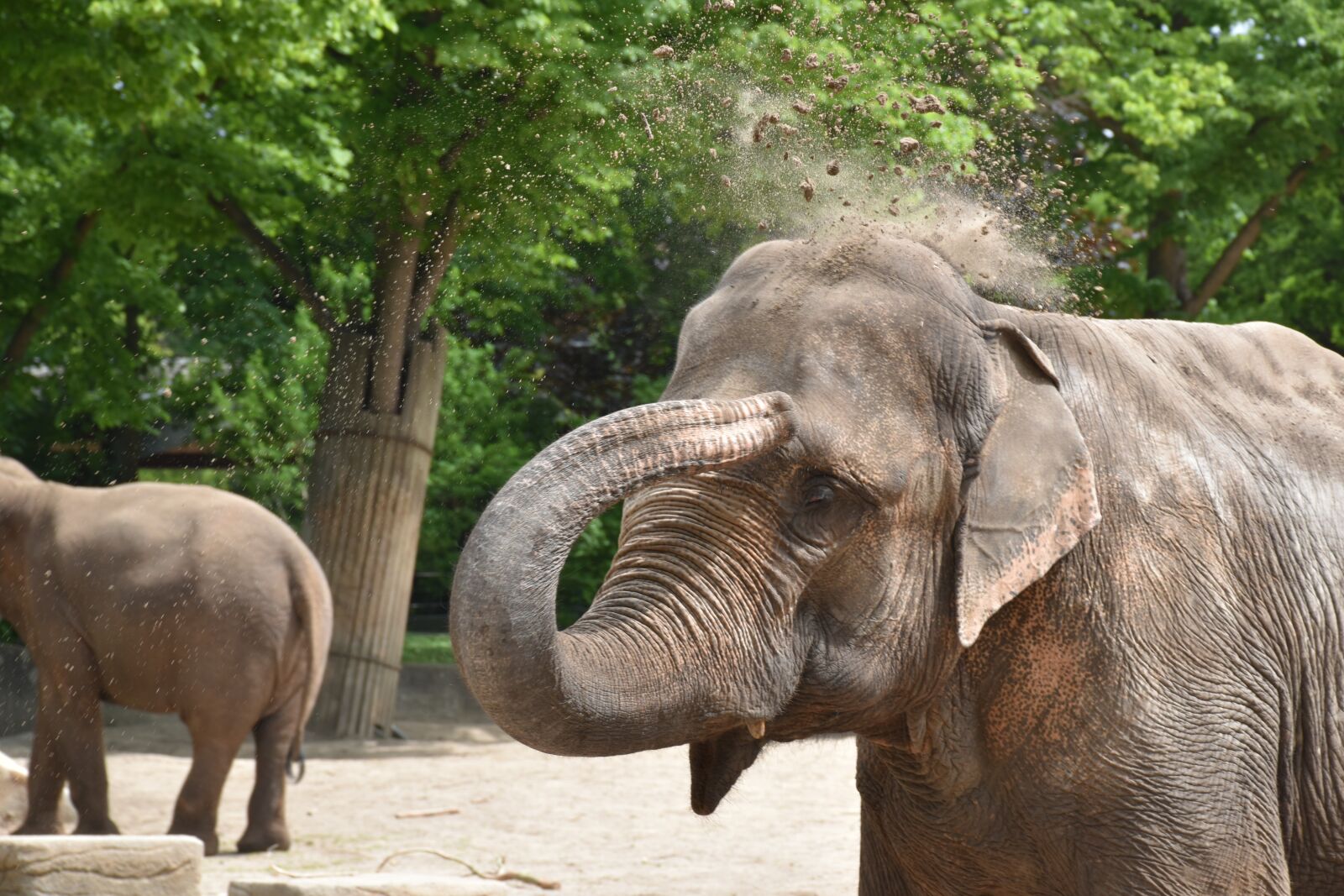 Nikon D5500 sample photo. Hagenbeck, hamburg, zoo photography