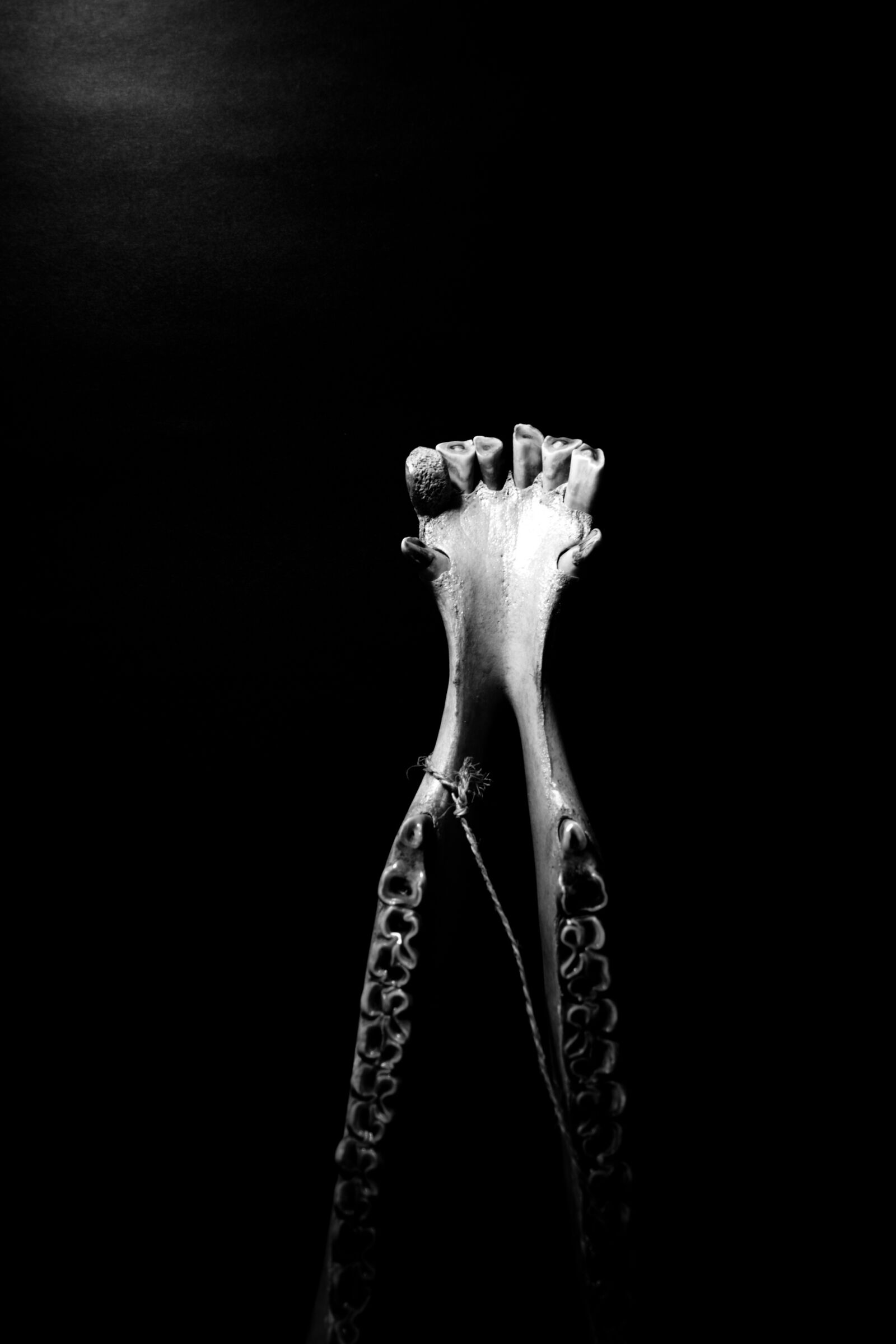Nikon D3100 sample photo. Fossil, skull, bones photography