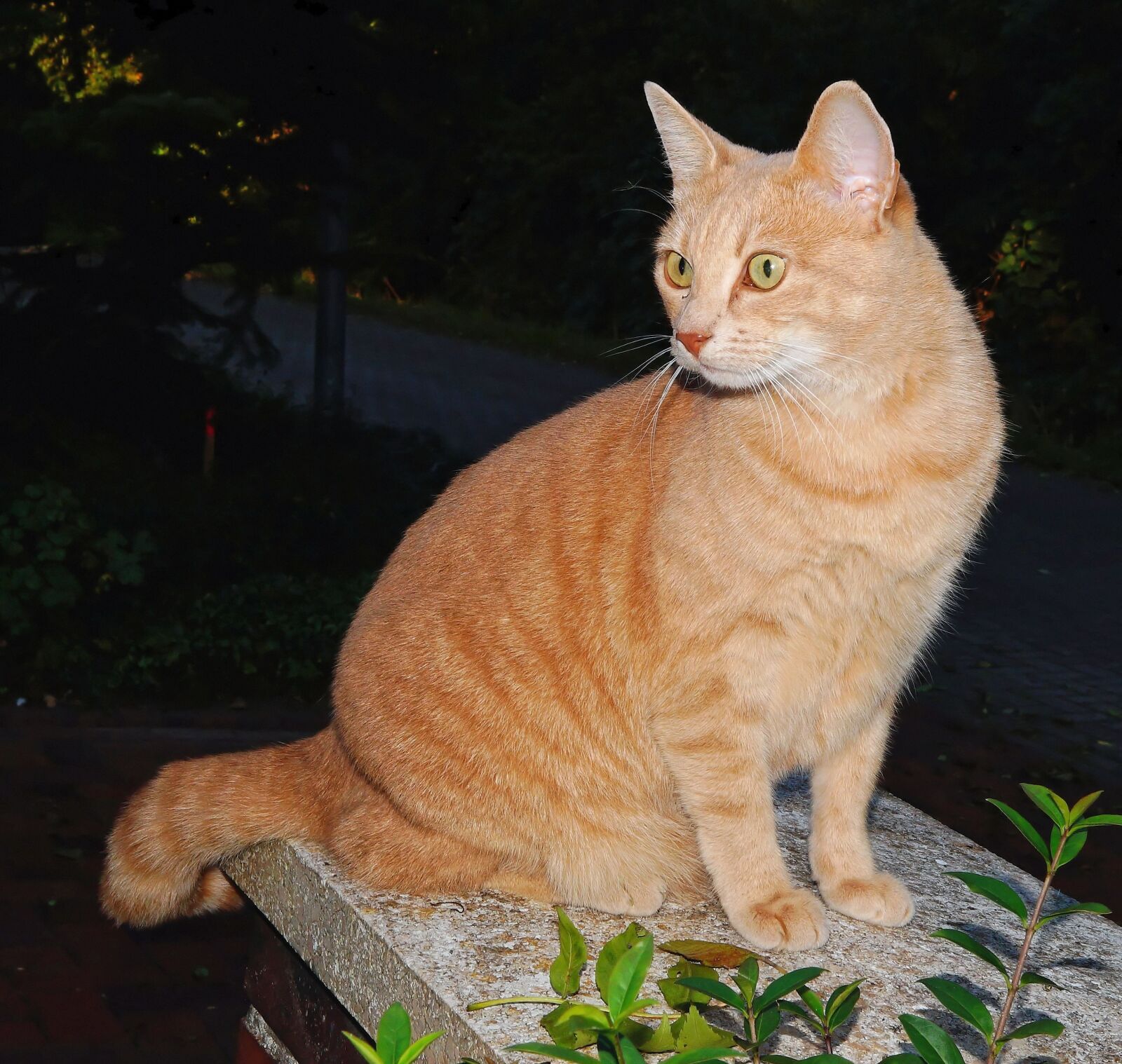 Sony SLT-A58 + Sony DT 30mm F2.8 Macro SAM sample photo. Cat, female, domestic cat photography