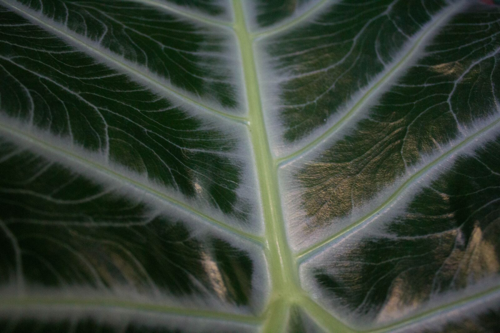 Canon EOS 1200D (EOS Rebel T5 / EOS Kiss X70 / EOS Hi) sample photo. Texture, plant, green photography