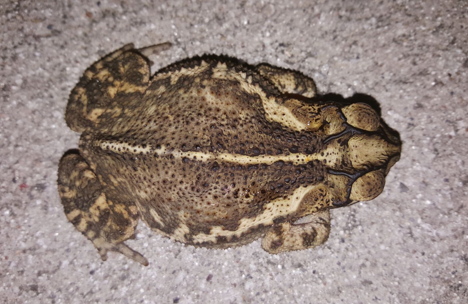 Samsung Galaxy Note5 sample photo. Toad, gulf coast toad photography