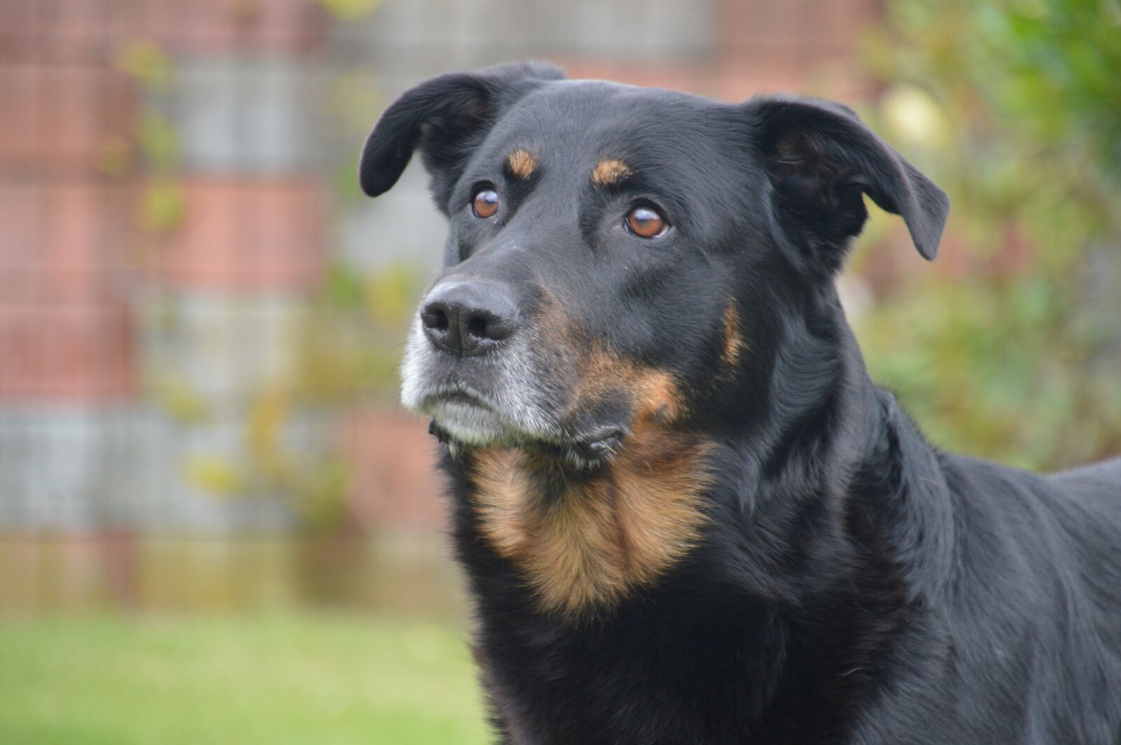 Nikon D3200 sample photo. Samson, dog, black photography