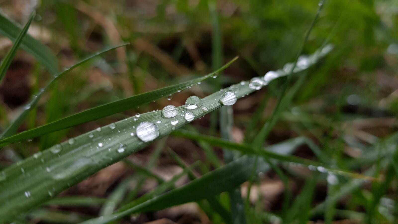 Samsung Galaxy S8+ sample photo. Nature photography