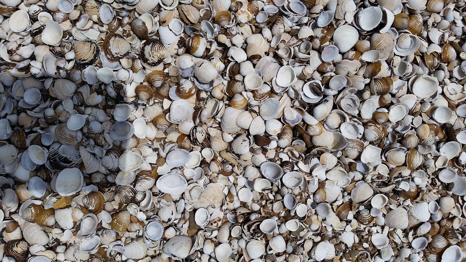 Samsung Galaxy S5 sample photo. Shells, sea, seashells photography