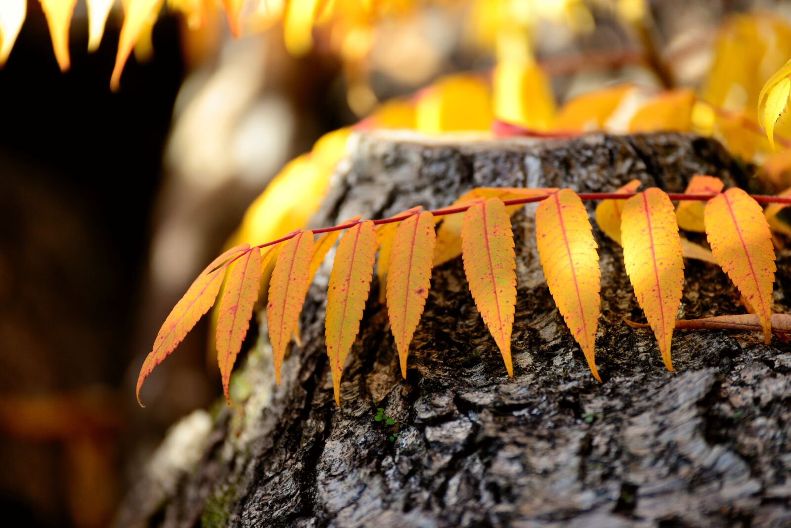 Nikon D610 sample photo. Fall leaves, rhus, tree photography