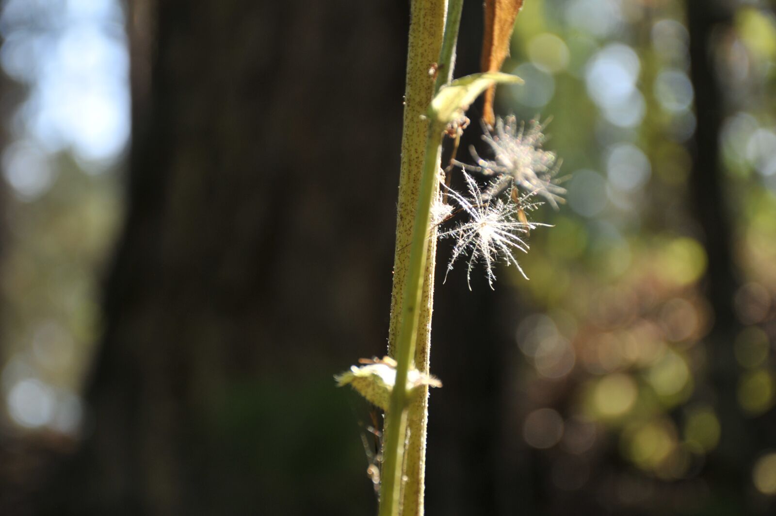 Nikon D300S sample photo. Hotspot, forest, plant photography