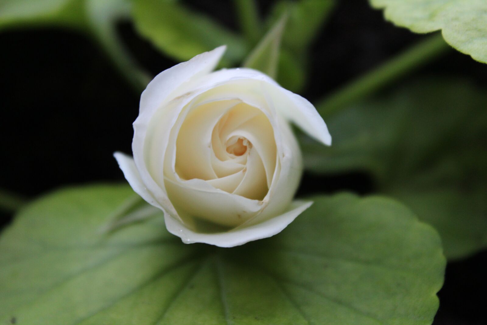 Canon EOS 1300D (EOS Rebel T6 / EOS Kiss X80) sample photo. White, rose, flower photography