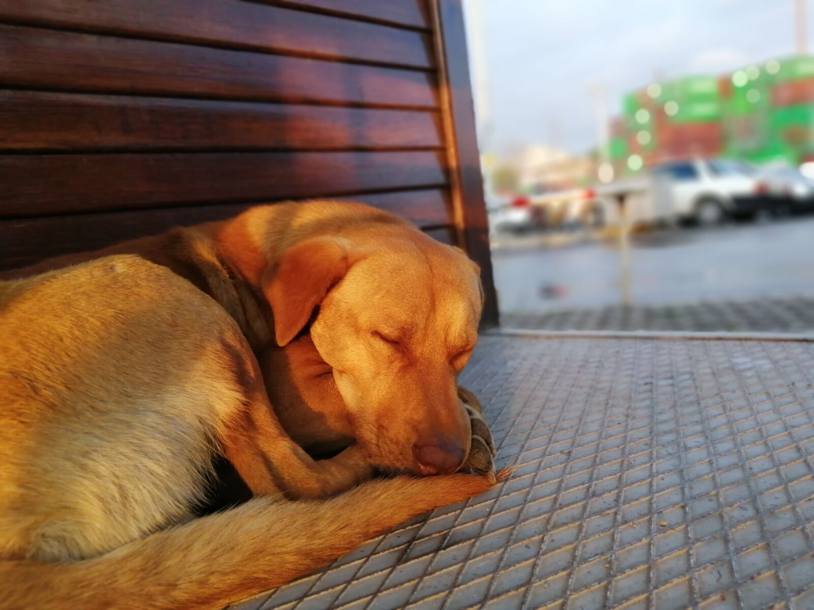 HUAWEI Honor 10 Lite sample photo. Dog, sleep, sleeping photography