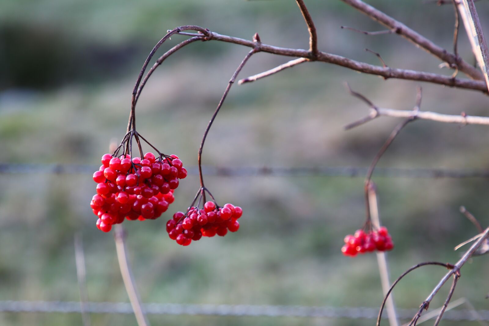 Canon EF 24-105mm F4L IS II USM sample photo. Berry red, roadside, fruit photography