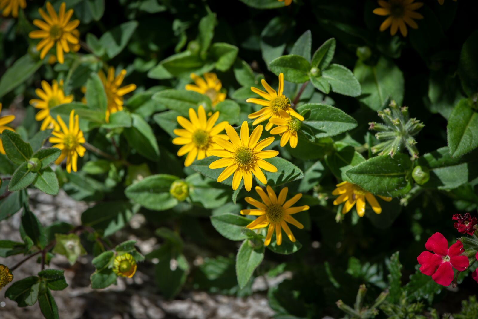 Nikon D750 sample photo. Flower, flowers, yellow photography