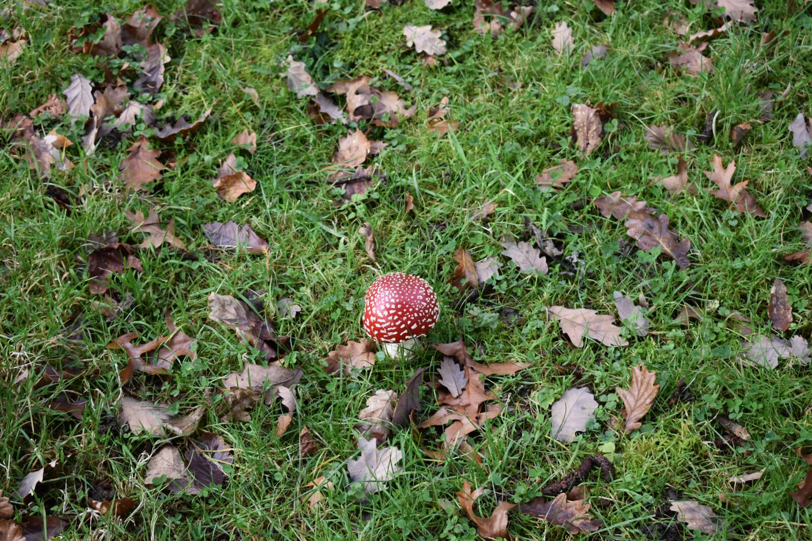 Nikon D3400 sample photo. Fungus, forest, fall photography