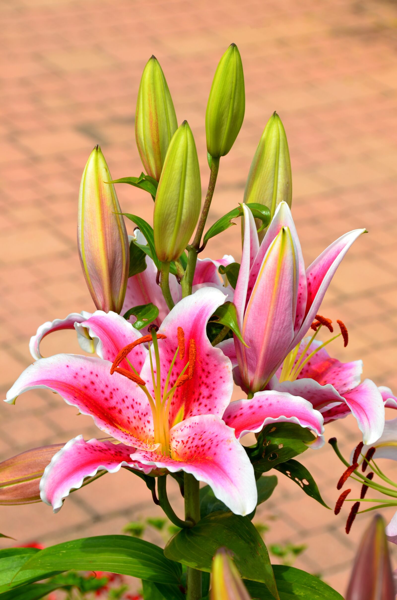 Nikon D7000 sample photo. Daylily, lily, blossomed photography