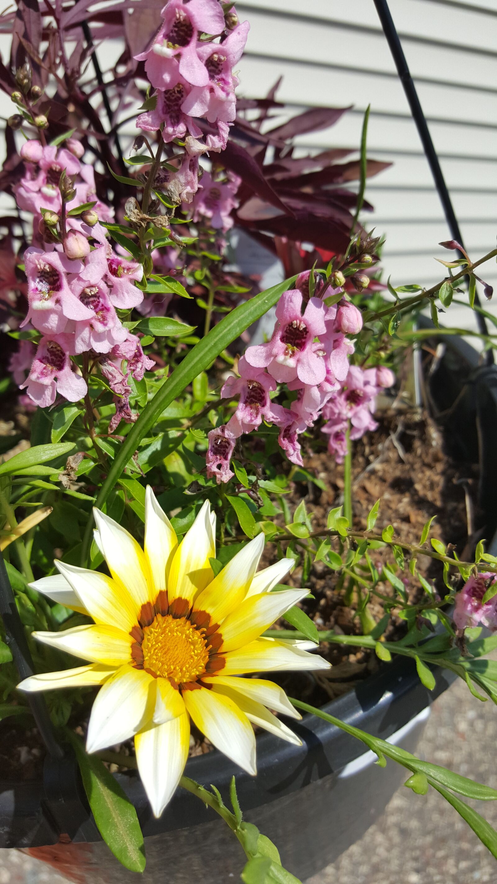 Samsung Galaxy Note5 sample photo. Yellow, gaznia, purple photography