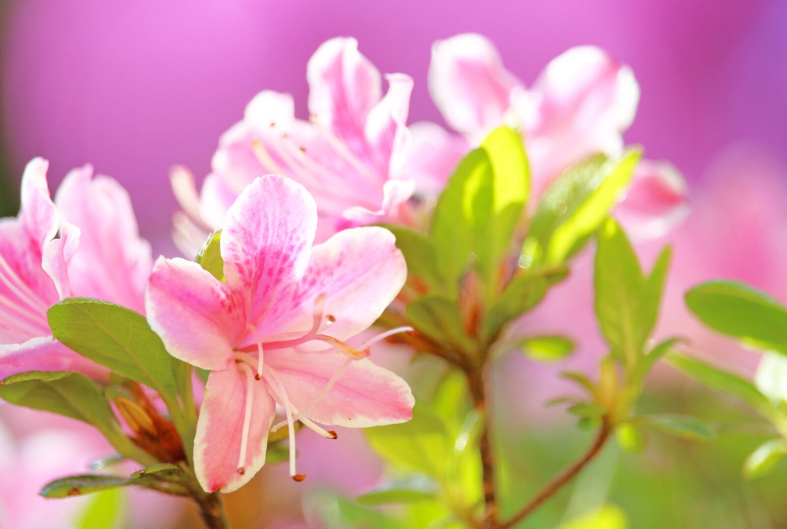 Canon EOS 700D (EOS Rebel T5i / EOS Kiss X7i) sample photo. Azalea, bush, rhododendron photography