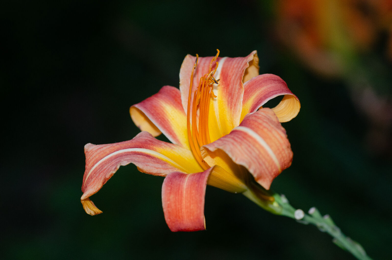 Nikon D7000 sample photo