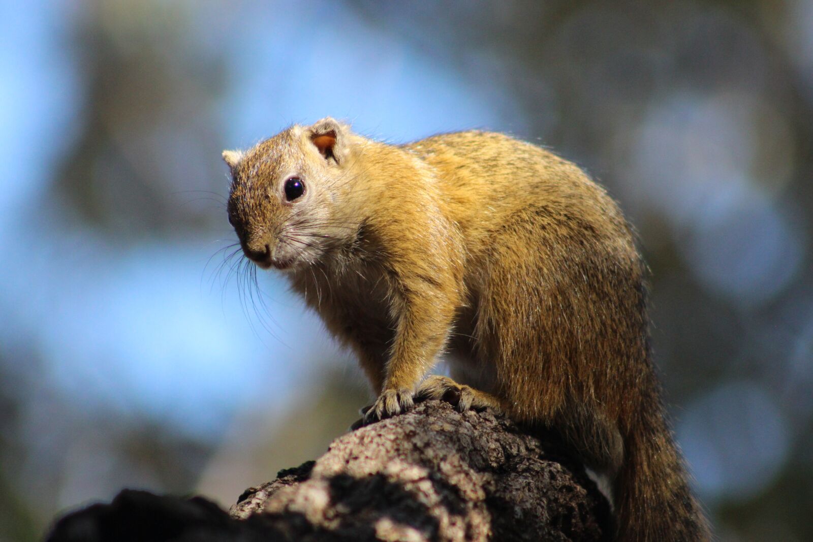 Canon EF 75-300mm f/4-5.6 sample photo. Squirrel, animal, nature photography