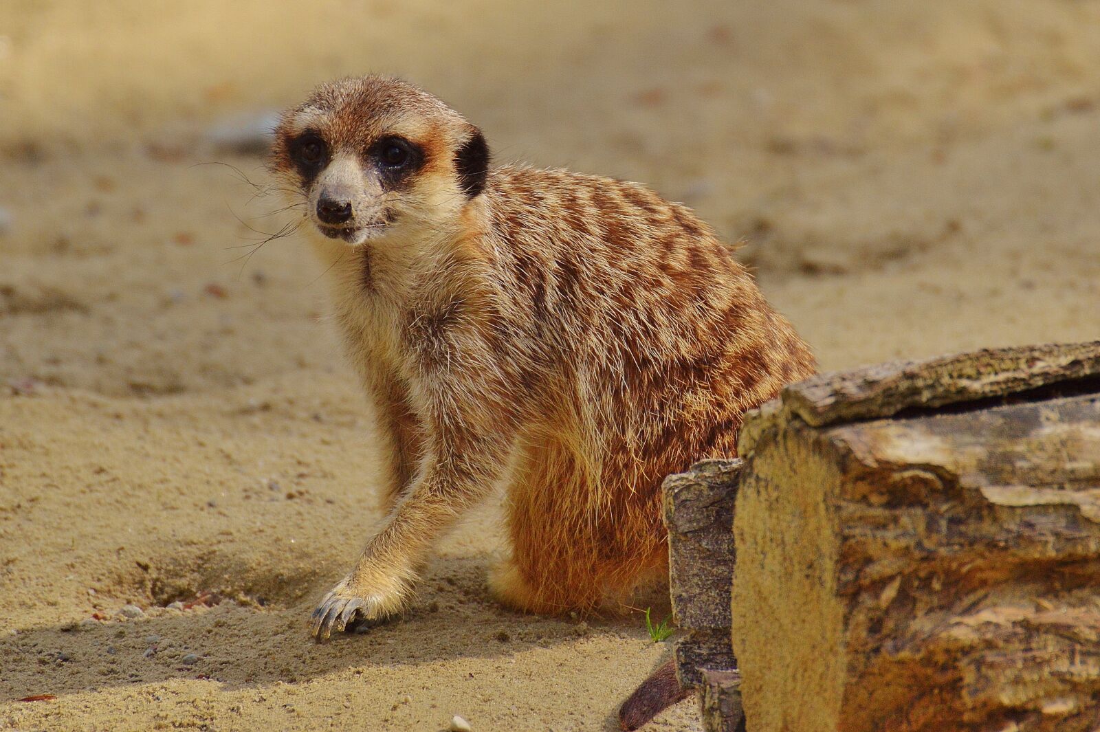Nikon D3200 sample photo. Meerkat, animal, nature photography