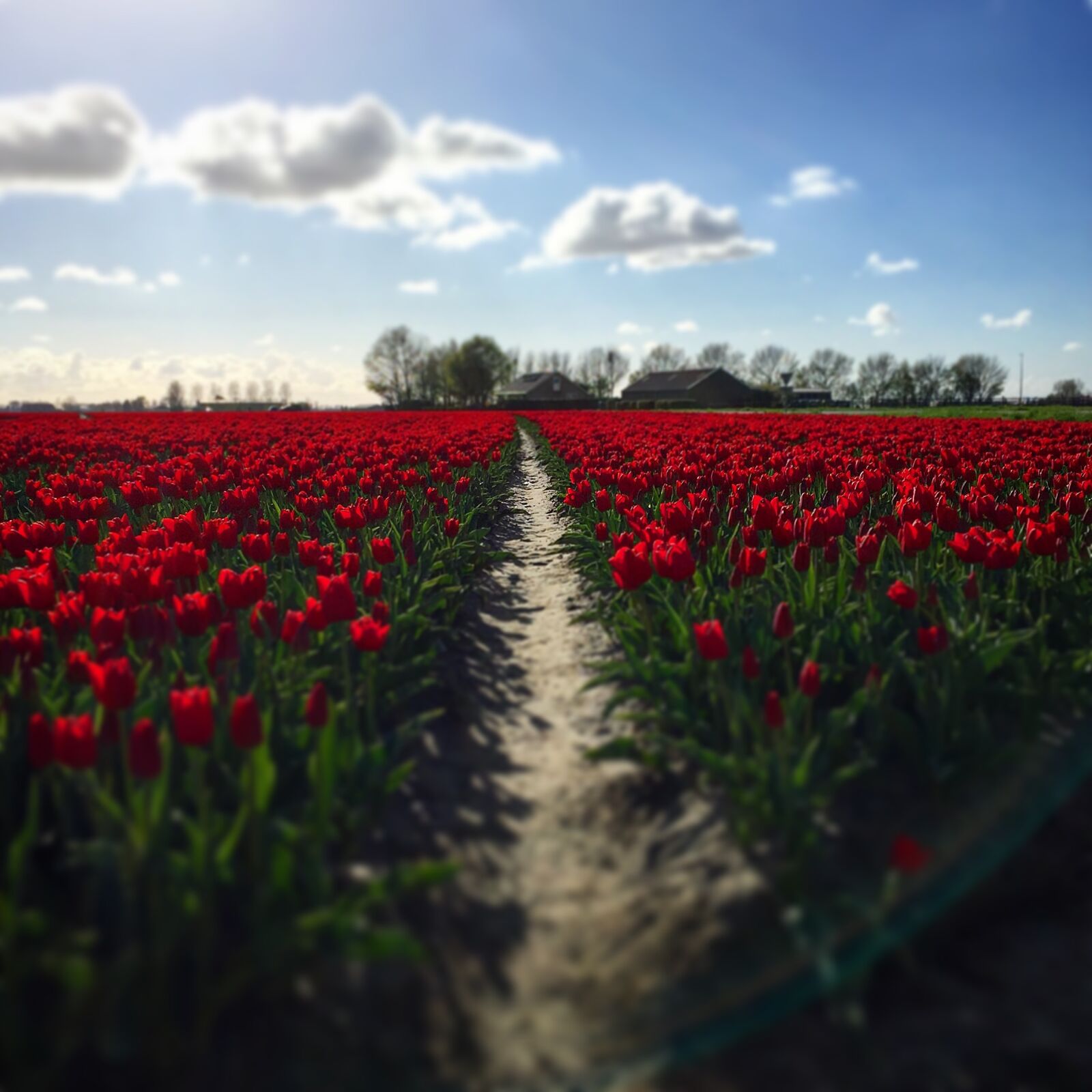 Apple iPhone 6 sample photo. Tulips, red, summer photography