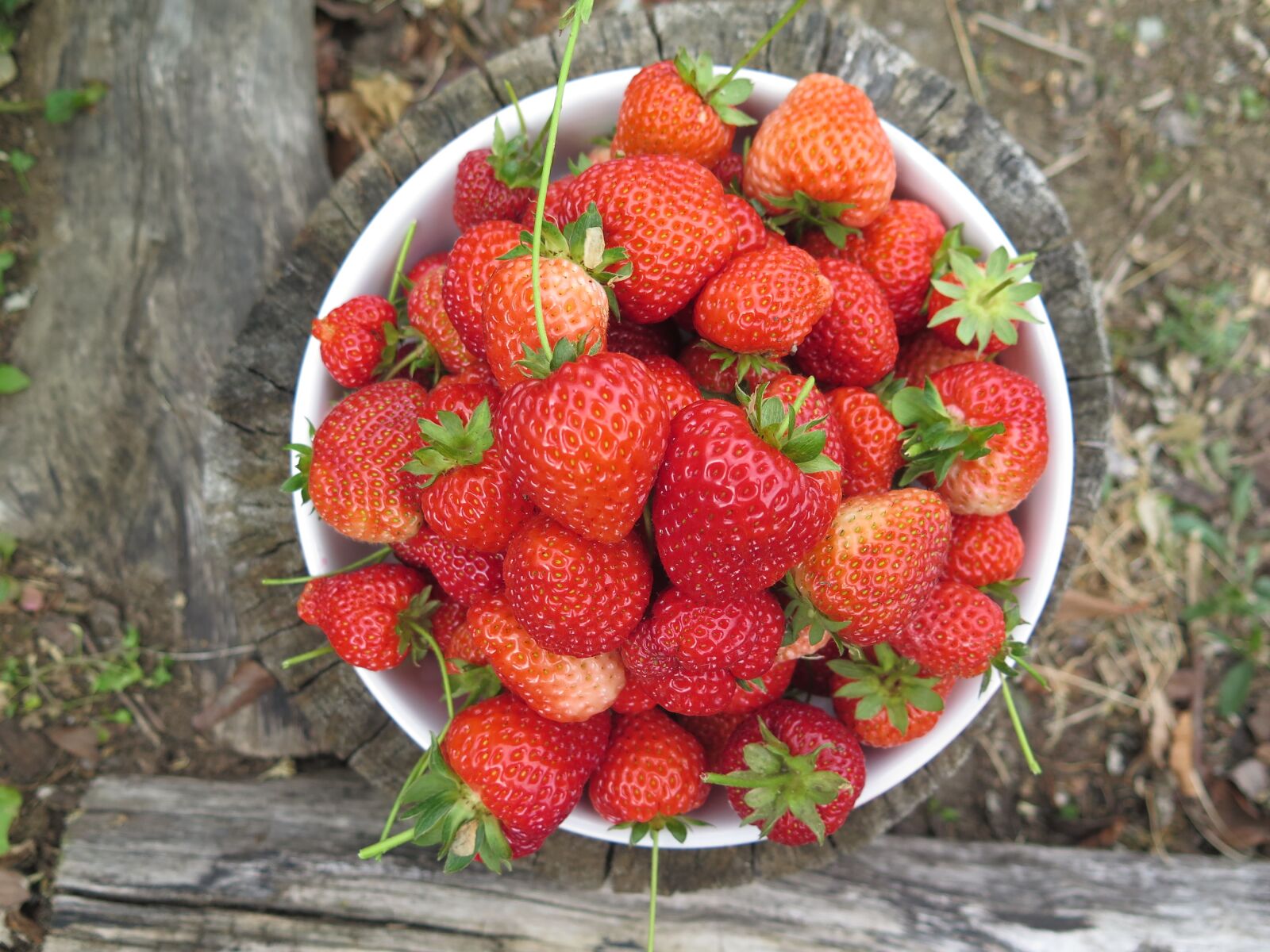 Canon PowerShot G16 sample photo. Fruit, food, strawberry photography