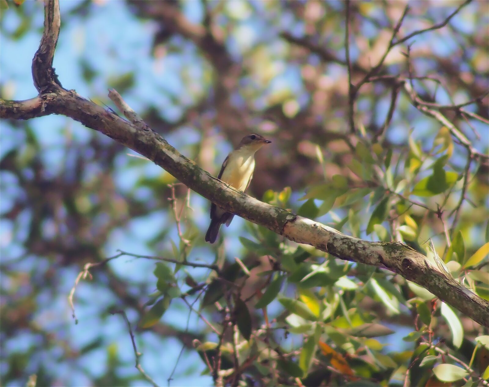 Tokina SD 400mm f/5.6 sample photo. Yellow-ramped flycatcher female, wild photography