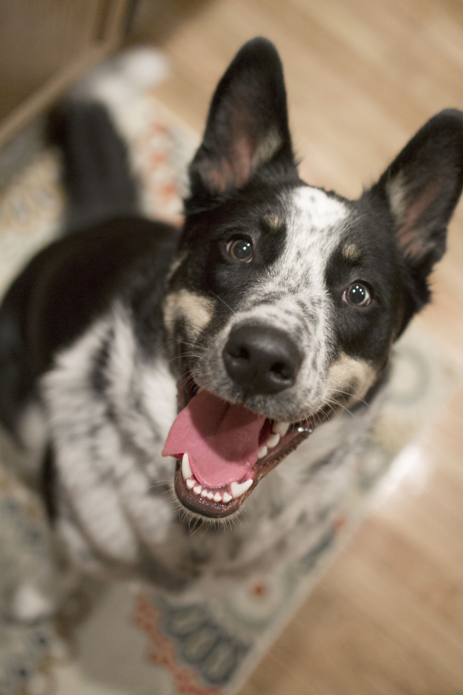 Nikon D3100 sample photo. Dog, pet, happy photography
