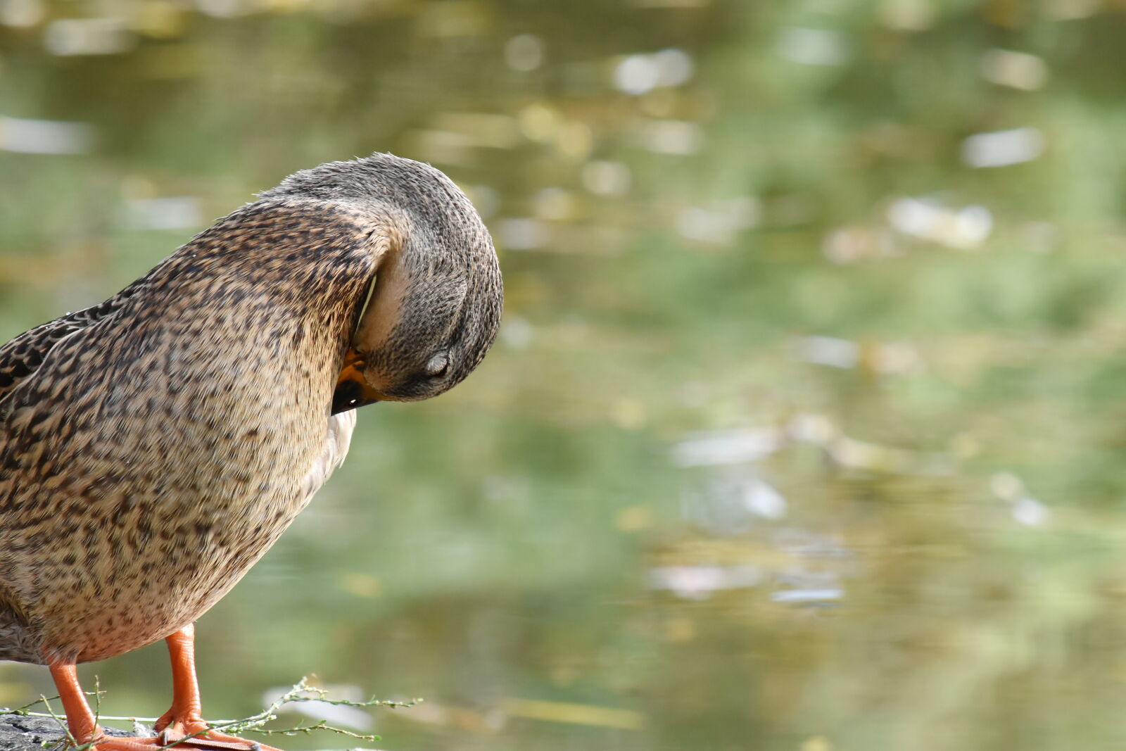 Nikon D5500 sample photo. Autumn season, duck, mallard photography
