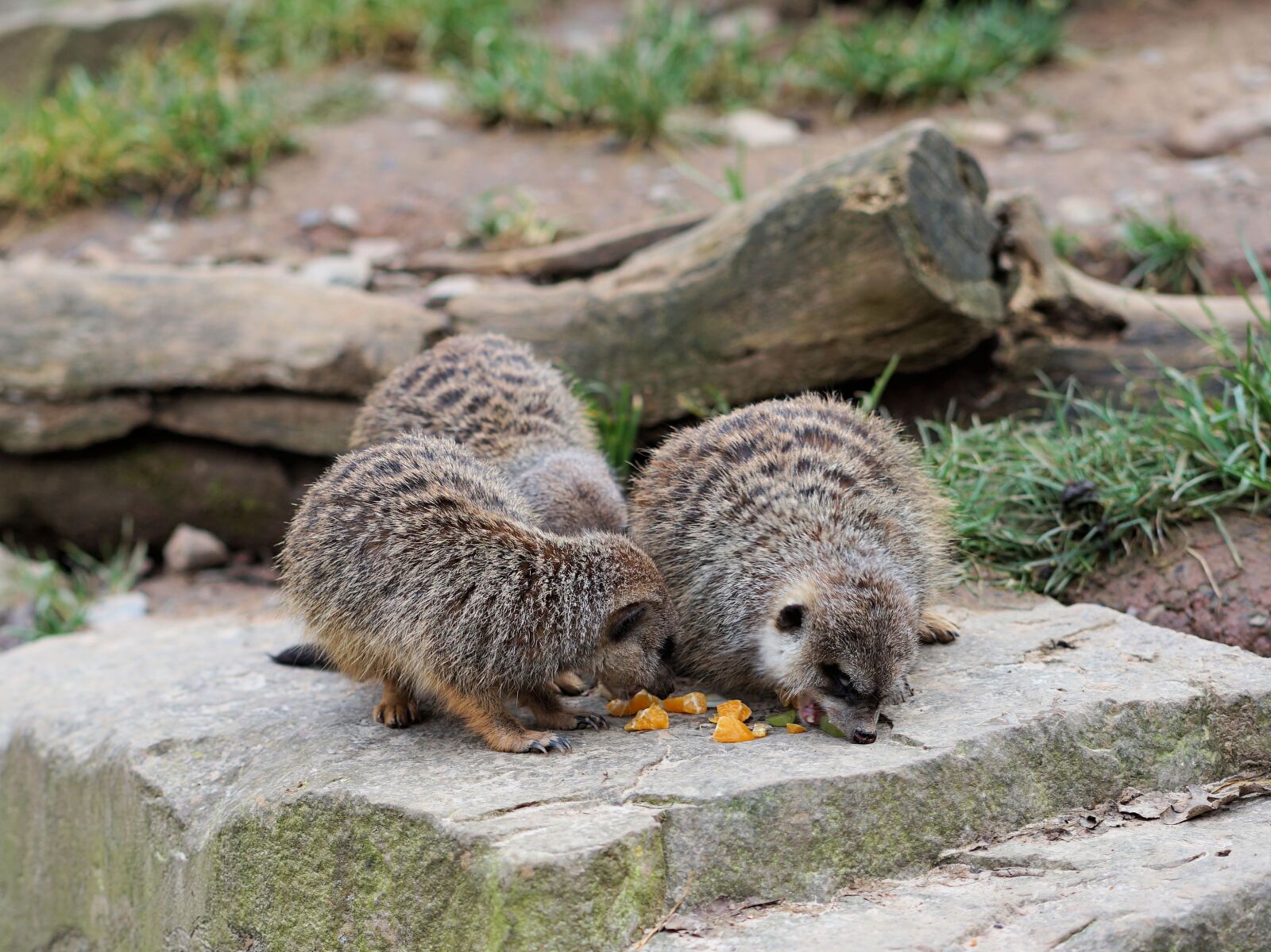 Sony a7 II + Sony FE 85mm F1.8 sample photo. Meerkat, animal, fur photography