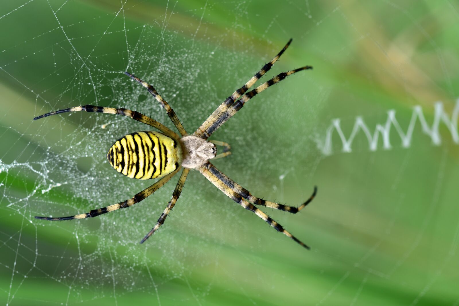 Nikon D750 sample photo. Wasp spider, zebraspinne, tiger photography