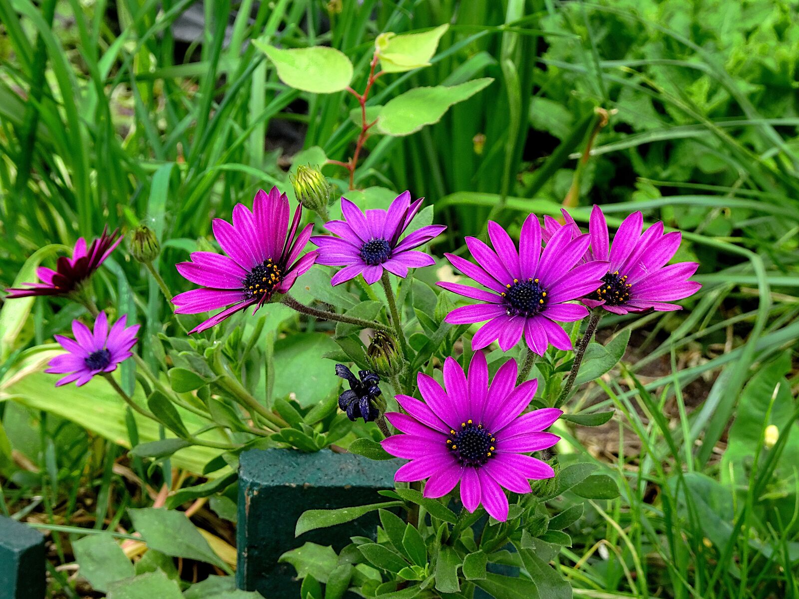 Sony Cyber-shot DSC-HX90V sample photo. Flowers, plants, spring photography
