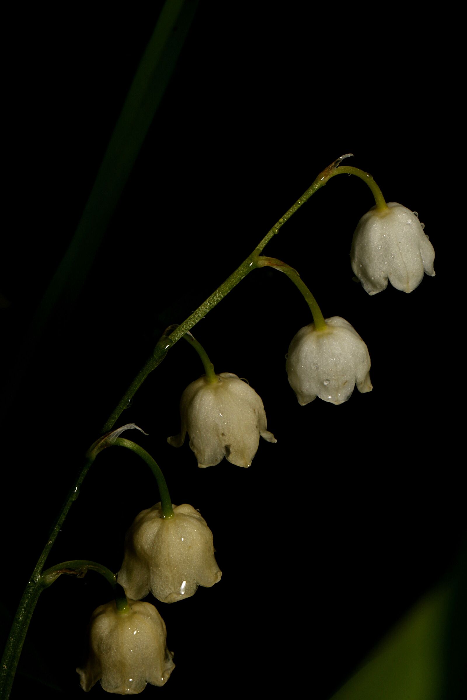 Canon EOS 7D Mark II sample photo. Lily-of-the-valley, flower, nature photography