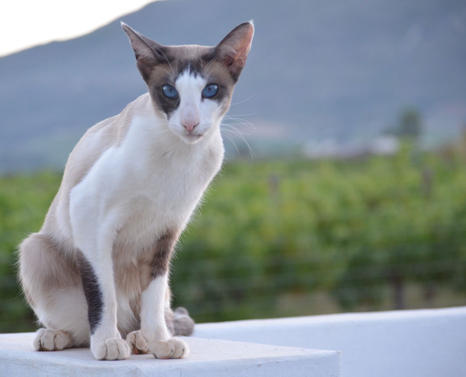 Nikon D5100 sample photo. Cute, animal, cat photography