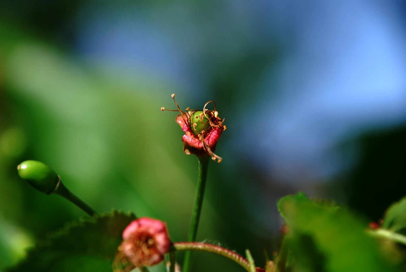 Nikon D80 sample photo. Cherry, cherry tree, tree photography
