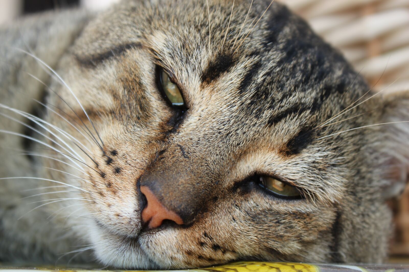 Canon EOS 550D (EOS Rebel T2i / EOS Kiss X4) sample photo. Cat, animal, rest photography