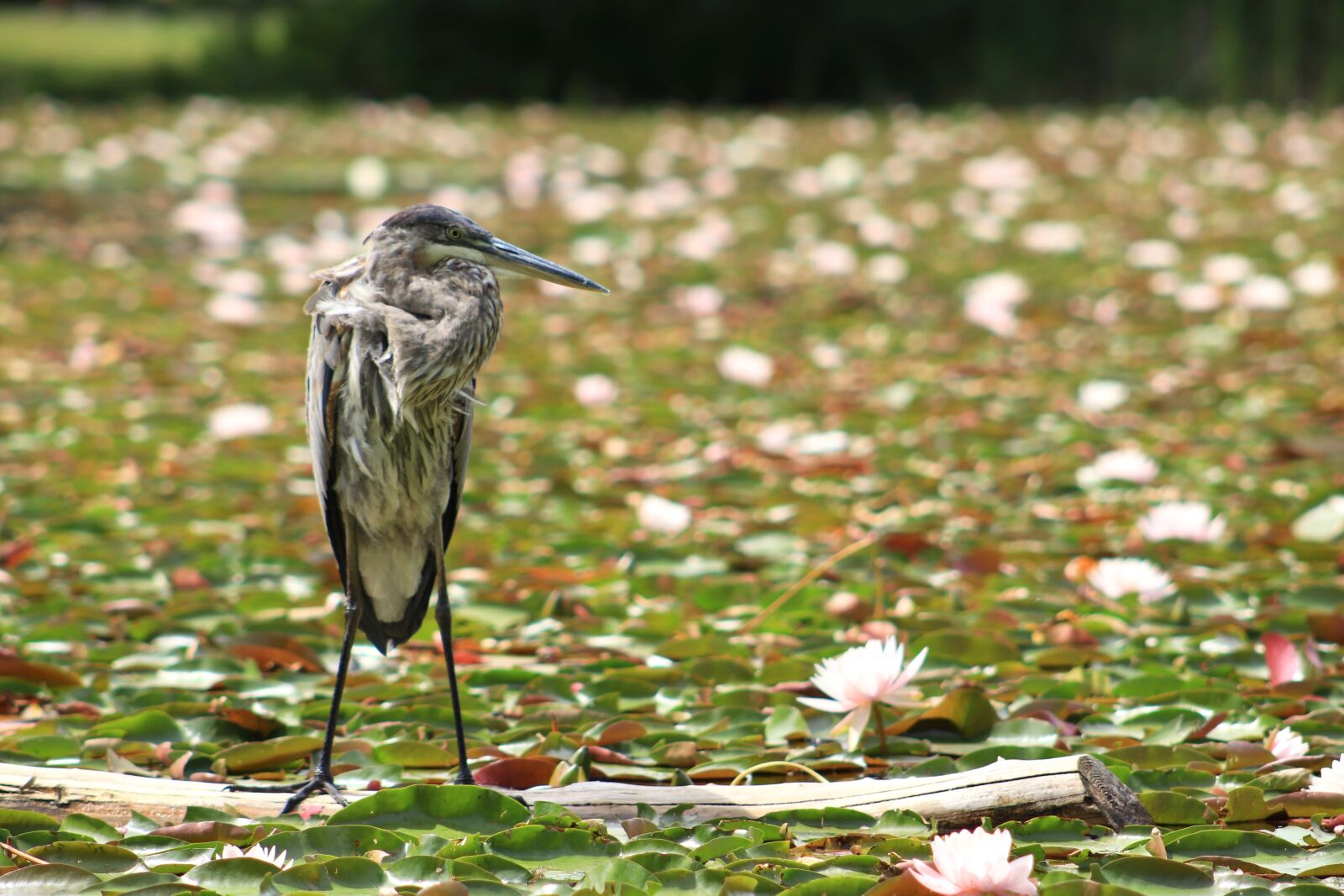 Canon EOS 800D (EOS Rebel T7i / EOS Kiss X9i) sample photo. Bird, great blue heron photography