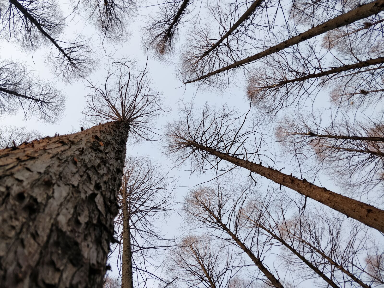 OnePlus 5T sample photo. Sky, tree, forest photography