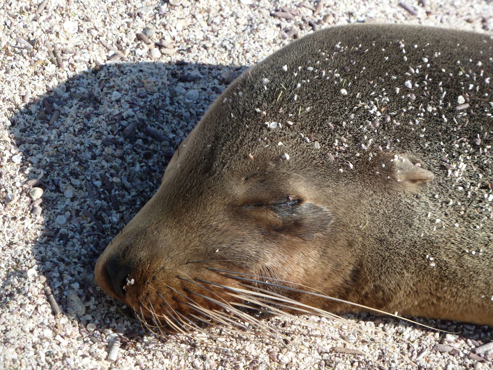 Panasonic Lumix DMC-ZS7 (Lumix DMC-TZ10) sample photo. Sea lion, close up photography
