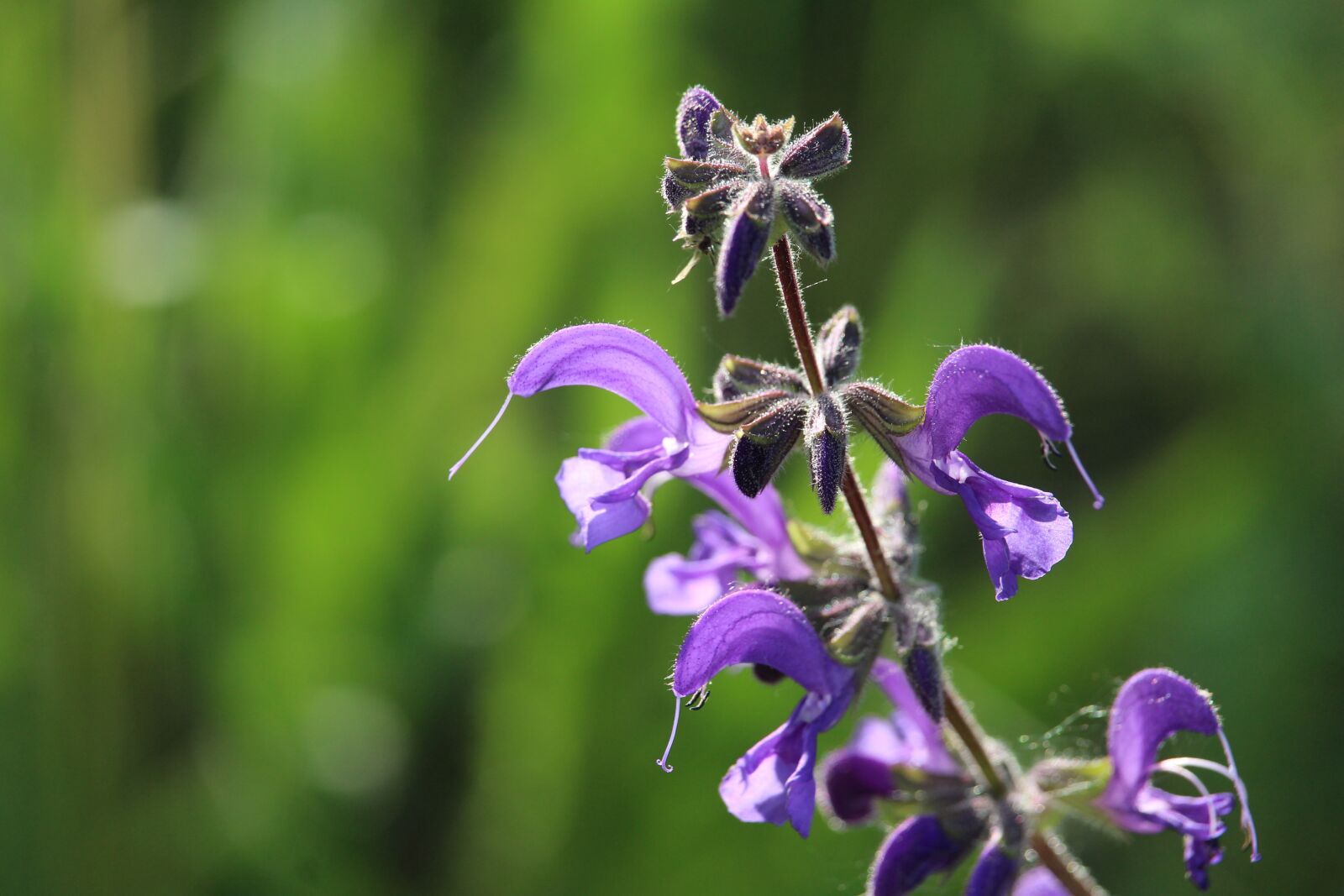 Canon EOS 1200D (EOS Rebel T5 / EOS Kiss X70 / EOS Hi) sample photo. Purple, blossom, bloom photography