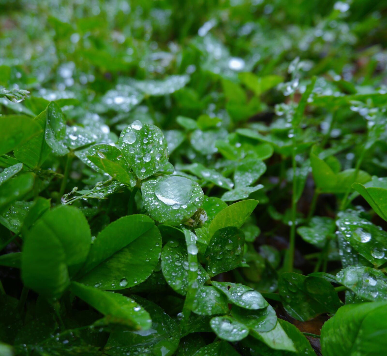 Panasonic Lumix DMC-GX1 sample photo. Rain, trefoil, clover photography