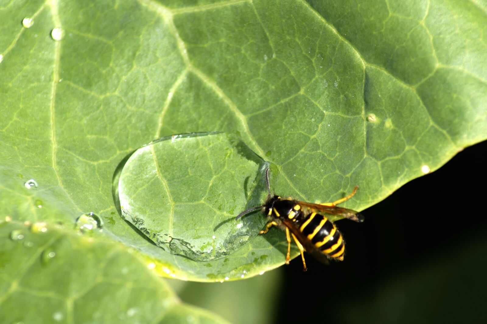 Sony SLT-A58 sample photo. Wasp, insect, water photography