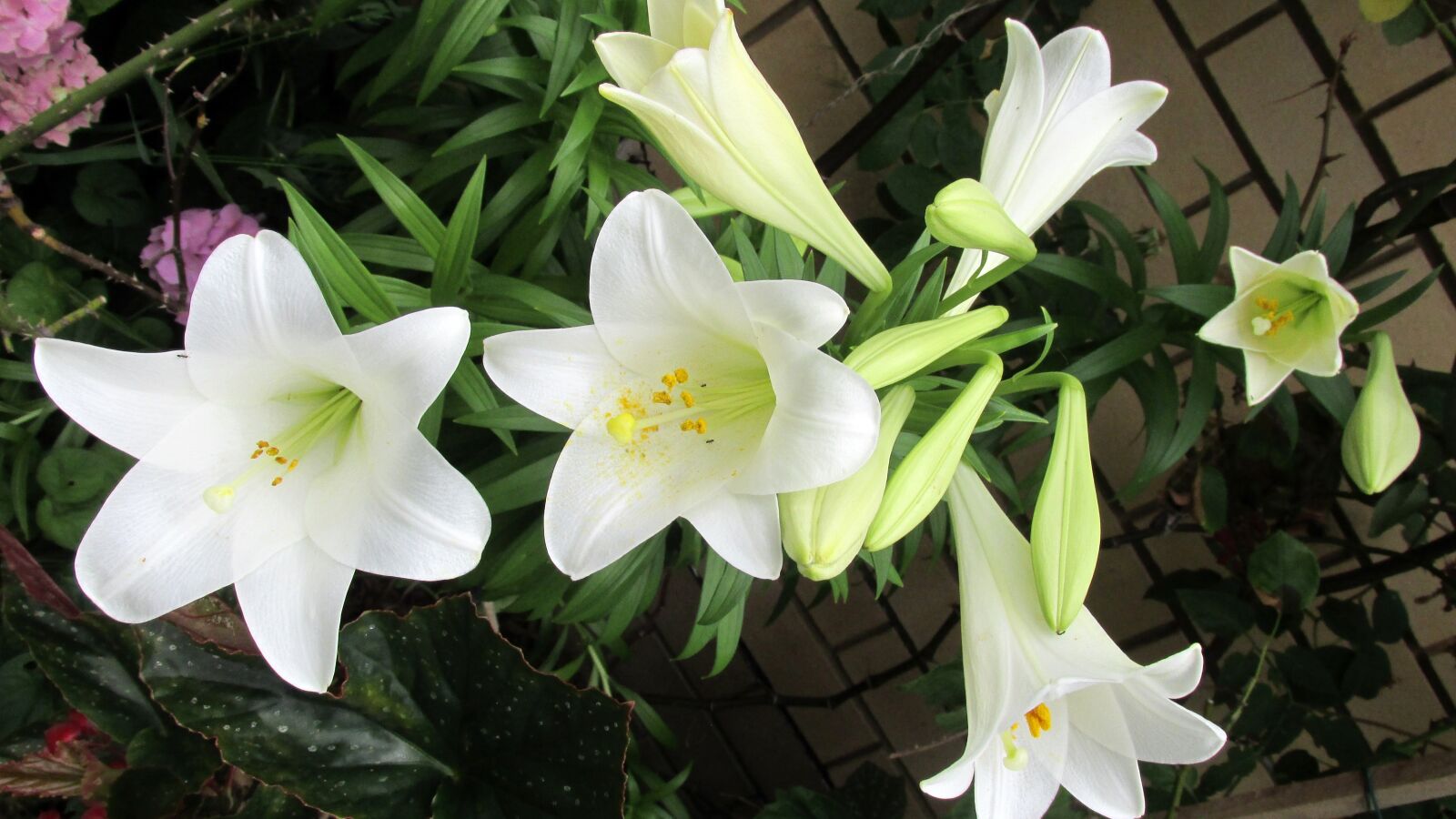 Canon PowerShot SX170 IS sample photo. Flower, lily, perfumed photography