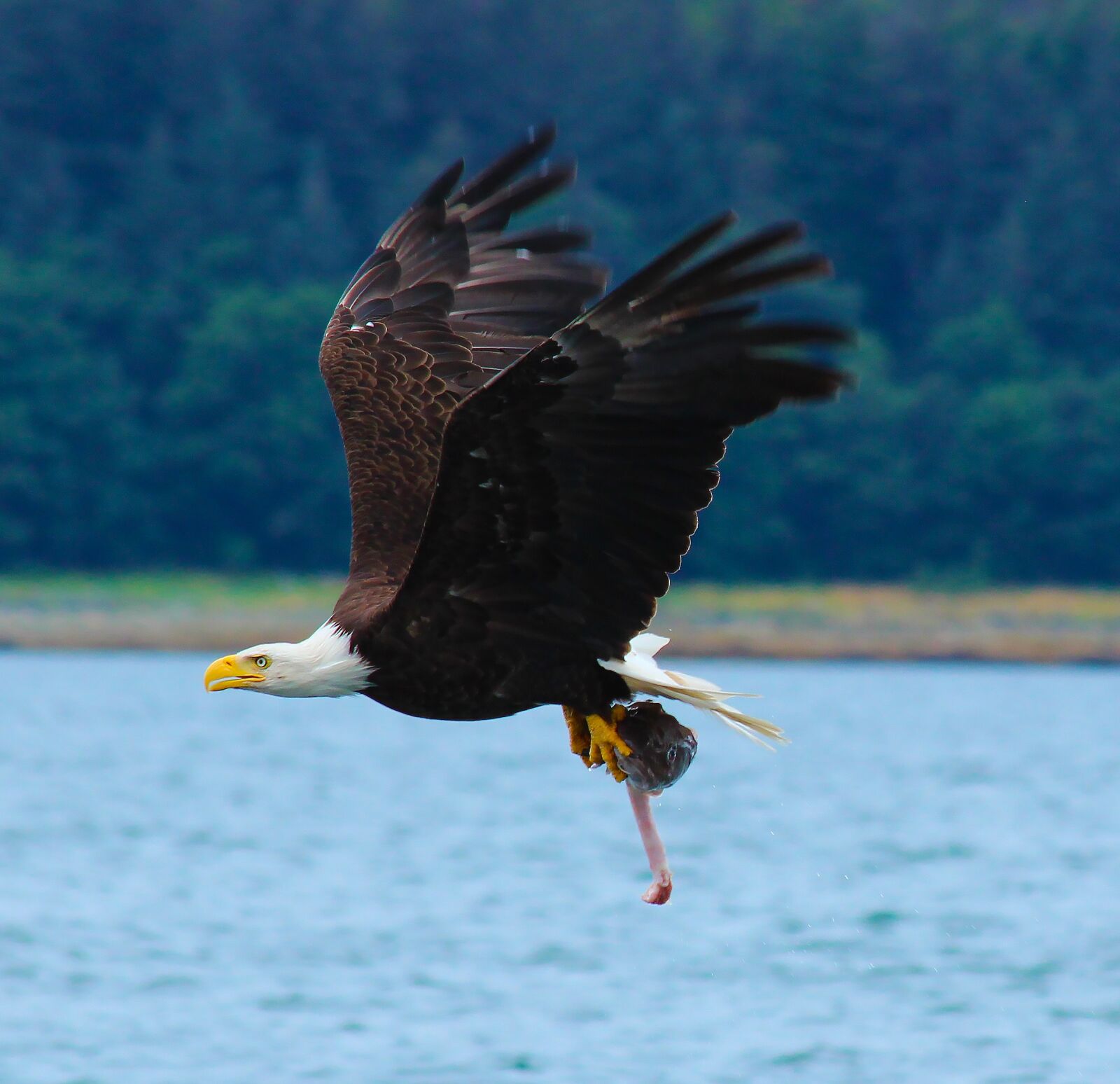 Canon EOS 700D (EOS Rebel T5i / EOS Kiss X7i) + Canon EF 70-300mm F4-5.6 IS USM sample photo. Bald eagle, fresh catch photography