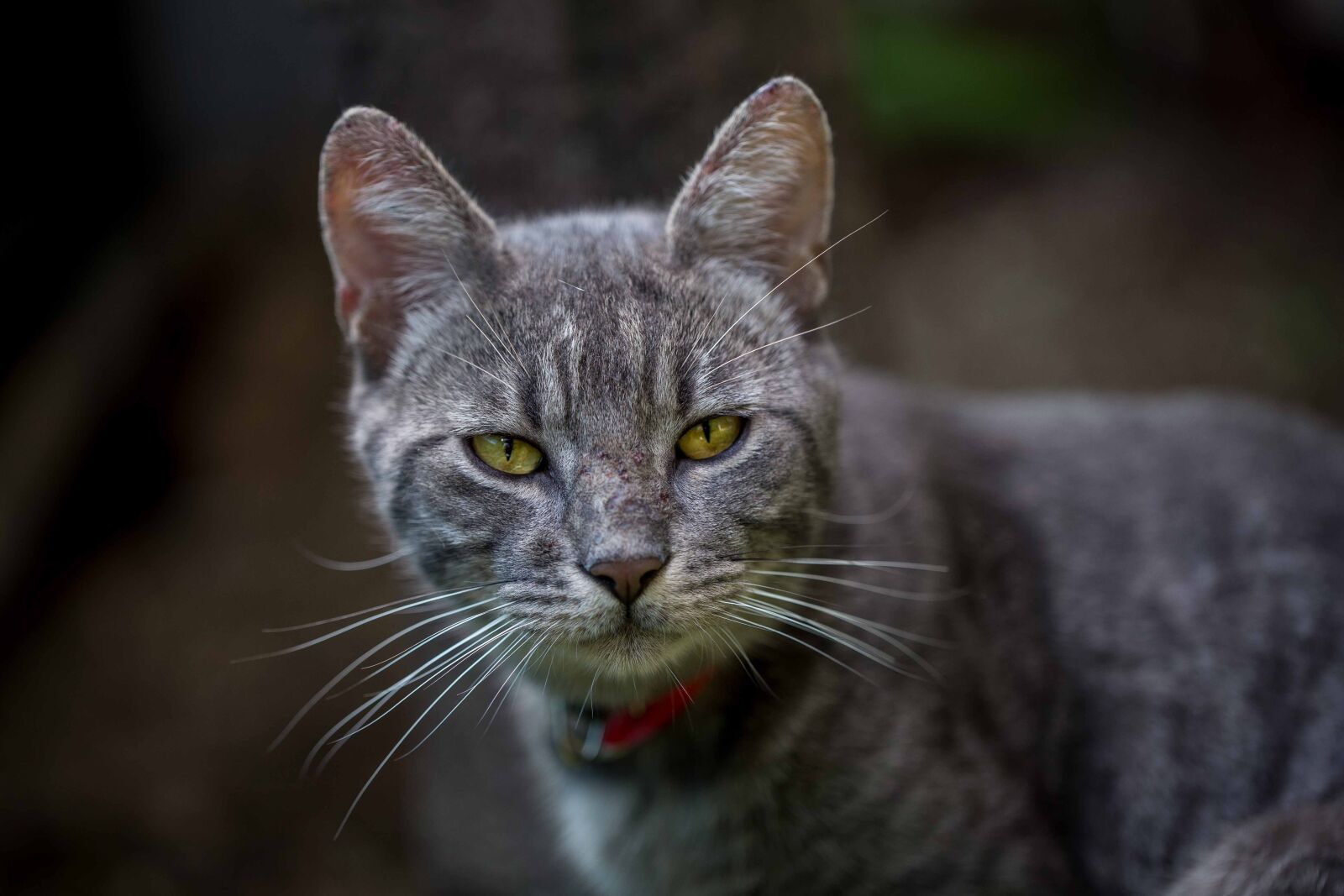 Canon EOS 6D + Canon EF 100mm F2.8L Macro IS USM sample photo. Grey, tabby, cat photography