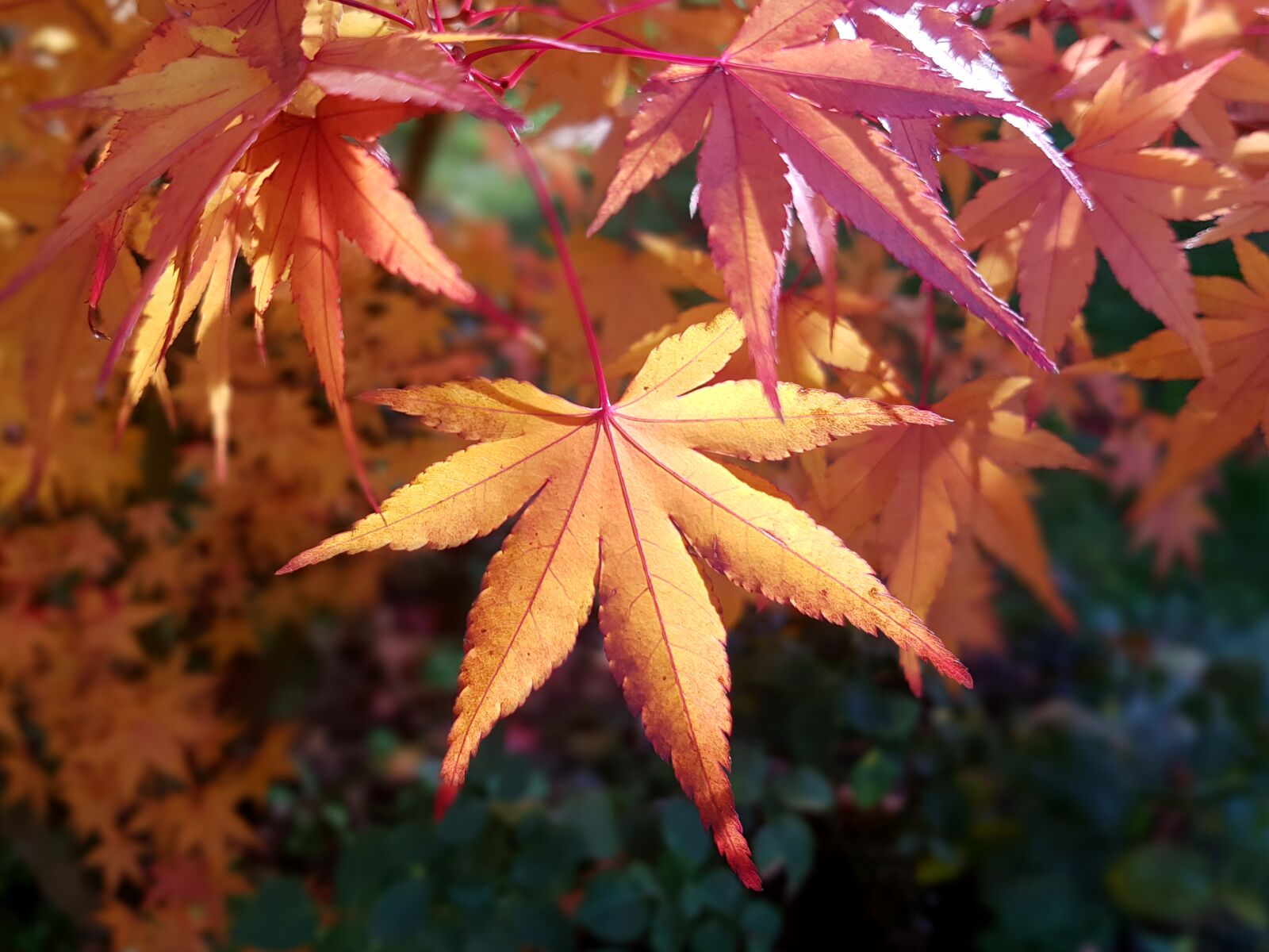 Samsung Galaxy S7 sample photo. Maple leaf, maple leaves photography