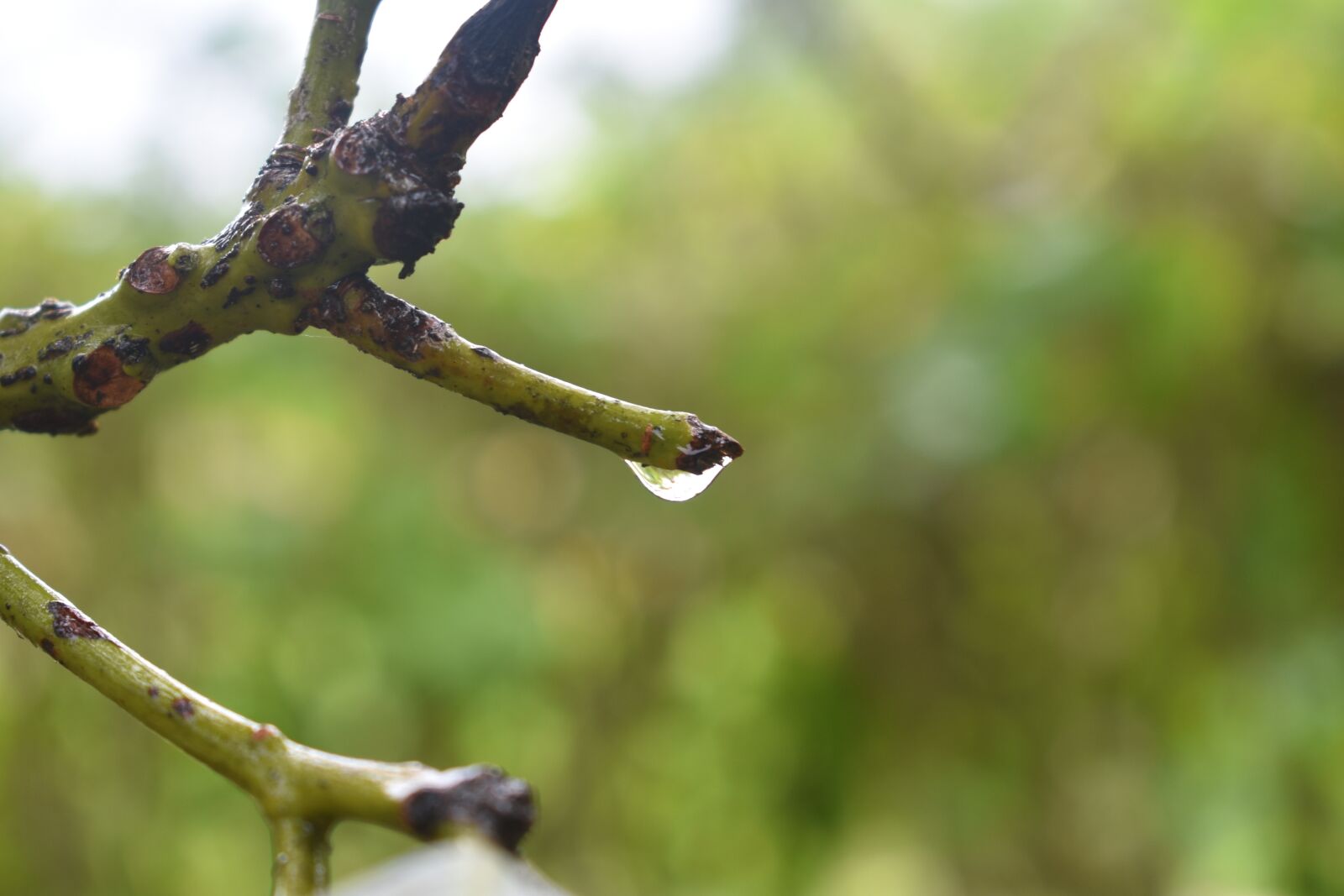Nikon D3400 sample photo. Drip, water, droplet photography