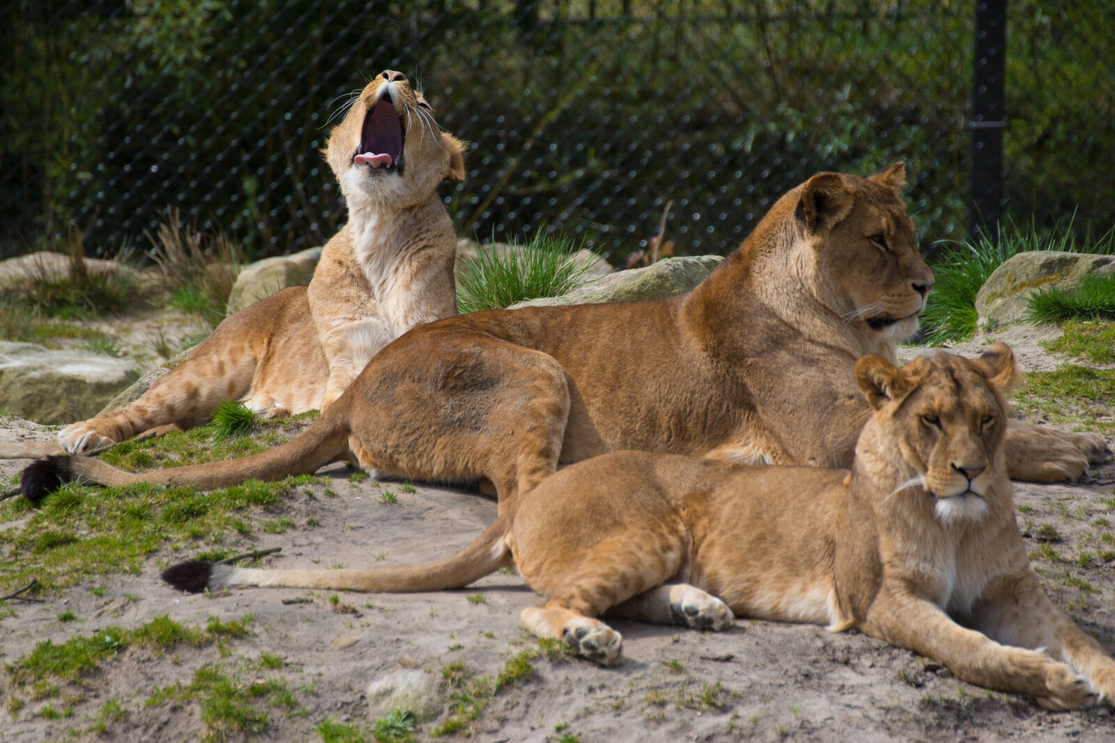 Nikon D7100 sample photo. Lion, zoo, big cat photography