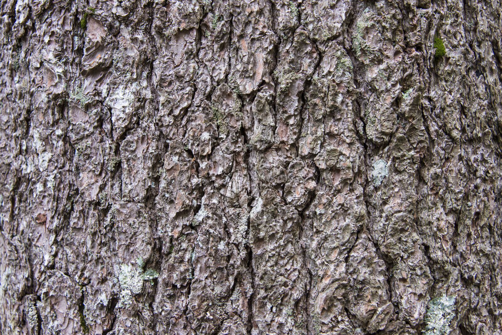 Nikon D800 sample photo. Background, tree, bark photography