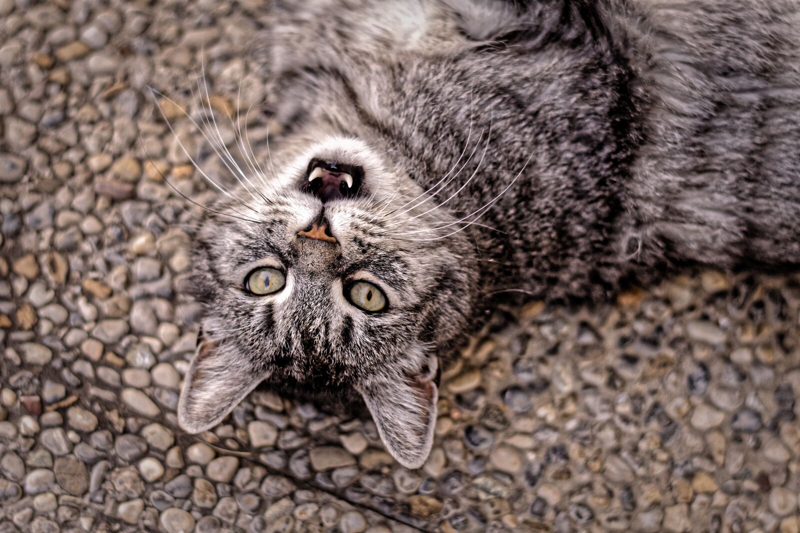 Nikon D7200 sample photo. Cat, satisfied, lying photography